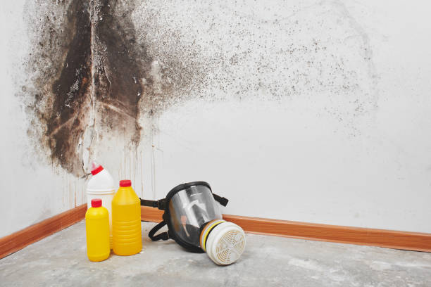Best Attic Mold Remediation in Roscoe, IL