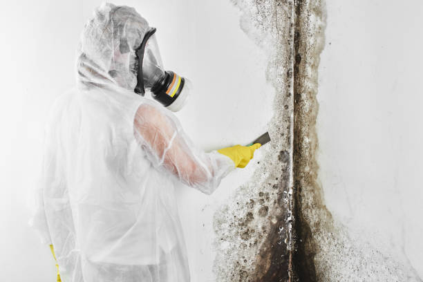 Best Bathroom Mold Remediation in Roscoe, IL