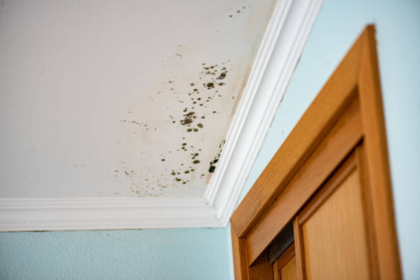 Best DIY Mold Remediation Support Services in Roscoe, IL