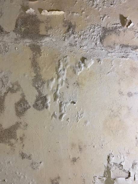 Best Insurance-Related Mold Remediation in Roscoe, IL