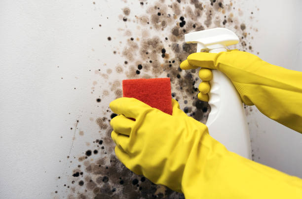 Best Basement Mold Remediation in Roscoe, IL