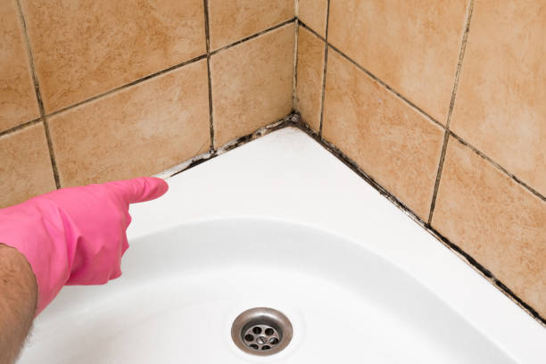Best Industrial Mold Remediation in Roscoe, IL